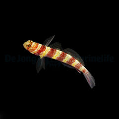 Amblyeleotris wheeleri