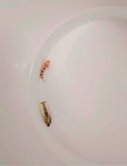 Amblyeleotris wheeleri + Alpheus spp.