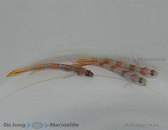 Amblyeleotris yanoi