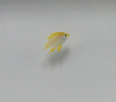 Amblyglyphidodon aureus