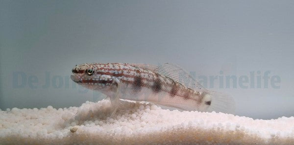Amblygobius buanensis - T.B.