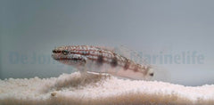 Amblygobius buanensis - T.B.