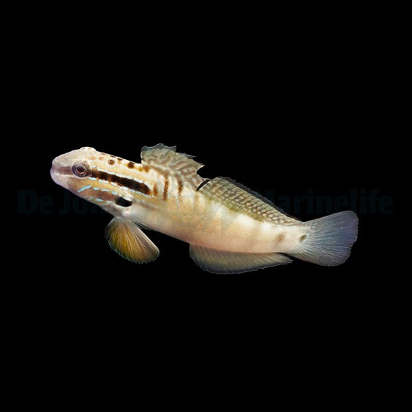 Amblygobius bynoensis