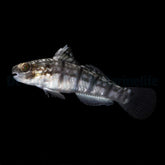Amblygobius phalaena - DJM Bred