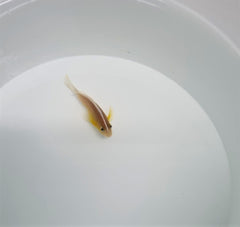 Amphiprion akallopisos