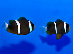 Amphiprion akindynos (Australia) (pair)