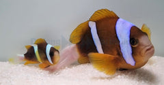 Amphiprion akindynos (Australia) (pair)