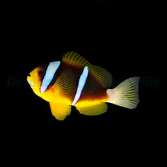 Amphiprion allardi - T.B.
