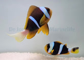 Amphiprion allardi (pair)