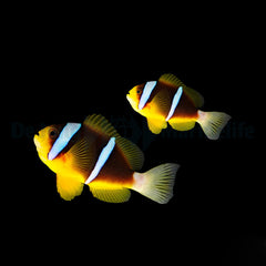 Amphiprion allardi (pair)