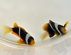 Amphiprion allardi - T.B.