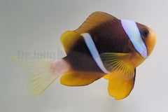 Amphiprion allardi