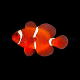 Amphiprion biaculeatus