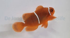 Amphiprion biaculeatus - DJM Bred