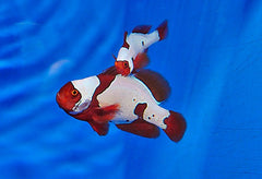 Amphiprion biaculeatus (Snowflake) - T.B.