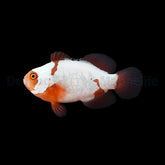 Amphiprion biaculeatus Snowflake - T.B.