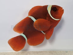 Amphiprion biaculeatus