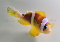 Amphiprion bicinctus (Pearl Eye) - T.B.