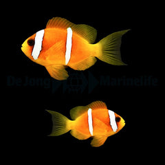 Amphiprion bicinctus (pair)