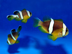 Amphiprion bicinctus (Pearl Eye) - T.B.