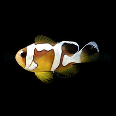 Amphiprion bicinctus (Spotcinctus Premium) - DJM Bred