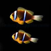 Amphiprion chrysopterus (pair)