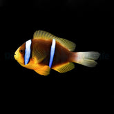 Amphiprion chrysopterus