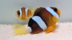 Amphiprion clarkii (pair)