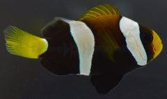 Amphiprion clarkii (Black) - DJM Bred