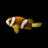 Amphiprion clarkii - DJM Bred