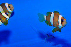 Amphiprion clarkii (Pearl Eye) - T.B.