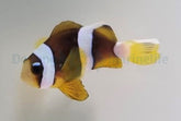 Amphiprion clarkii (Pearl Eye) - T.B.