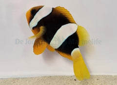Amphiprion clarkii PNG
