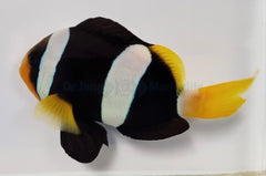 Amphiprion clarkii PNG (pair)