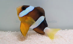 Amphiprion clarkii