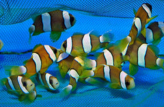 Amphiprion clarkii (Yellow) - T.B.