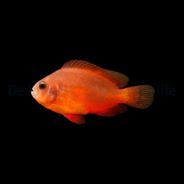 Amphiprion ephippium - DJM Bred