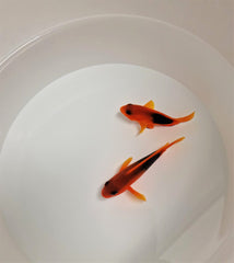 Amphiprion ephippium (pair)