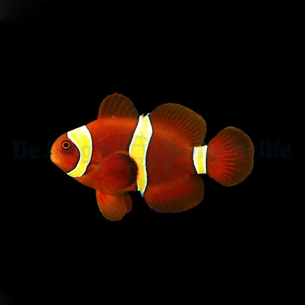 Amphiprion epigrammata
