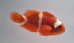 Amphiprion epigrammata - DJM Bred