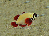 Amphiprion biaculeatus Gold nugget - DJM Bred