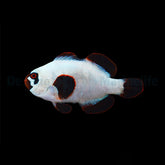 Amphiprion epigrammata (Gold Nugget) - DJM Bred