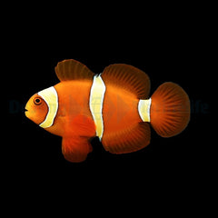 Amphiprion epigrammata - DJM Bred