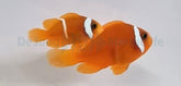 Amphiprion frenatus - DJM Bred
