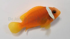 Amphiprion frenatus - DJM Bred