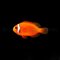 Amphiprion frenatus - DJM Bred