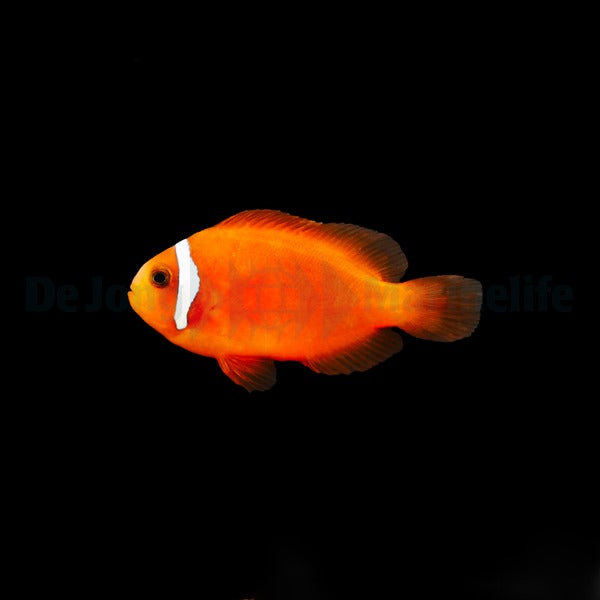 Amphiprion frenatus - DJM Bred