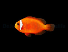 Amphiprion frenatus - DJM Bred