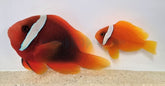 Amphiprion frenatus (pair)