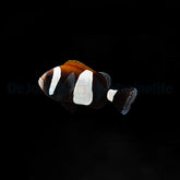 Amphiprion latezonatus